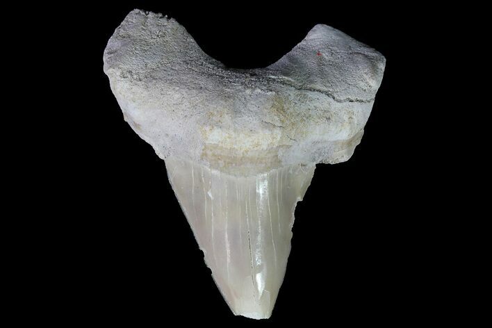 Otodus Shark Tooth Fossil - Eocene #67186